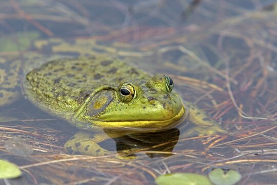 North american bull frog watching at the surface of a lake. Frog resting on aquatic vegetation. (Lithobates catesbeianus)