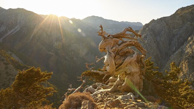 Bizarre gnarled tree, narrow hiking path, Gingilos, hiking on the Gingilos, morning light, back light, sun rays, cloudless blue sky, Samaria Gorge, Omalos, Lefka Ori, White Mountains, West Crete, island of Crete, Greece