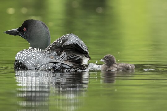 Common loon. (Gavia) immer. A loon carries a baby on his back when the second baby is swimming behind