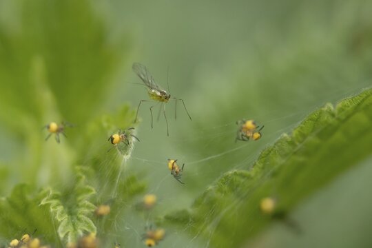 Winged aphid on a Nettle leaf with baby Garden spiders on a web in summer, England, United Kingdom