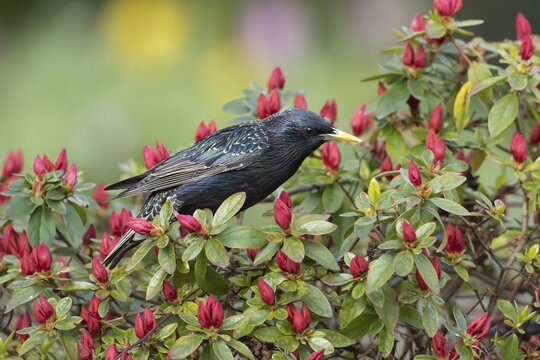 Common or European starling (Sturnus vulgaris) adult bird on a flowering garden Azalia plant in spring, England, United Kingdom