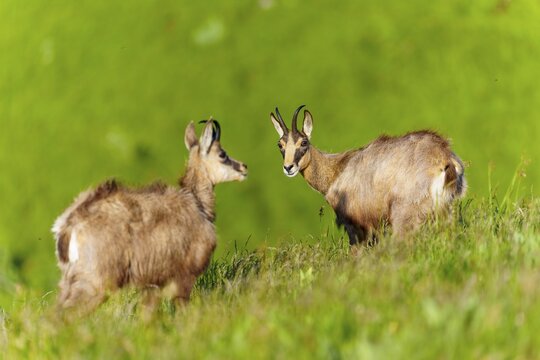 Two chamois look peacefully into the picture on a sloping green meadow, chamois, chamois, (Rupicapra rupicaprae), wildlife, Vosges, France