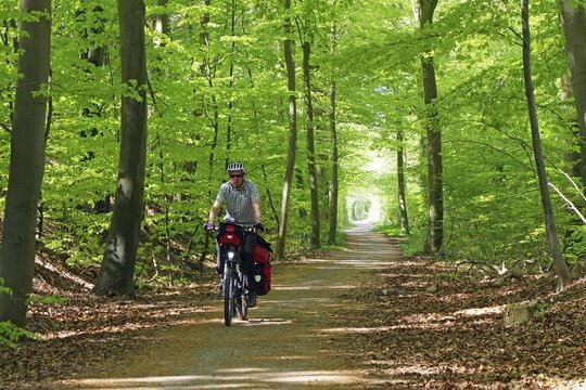Cyclist on a path in a green forest surrounded by tall trees in spring, cycle tourism, Manor Route, Funen, Denmark
