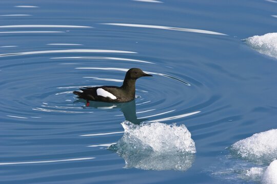 Black Guillemot (Cepphus grylle), Spitsbergen, Norway, Europe