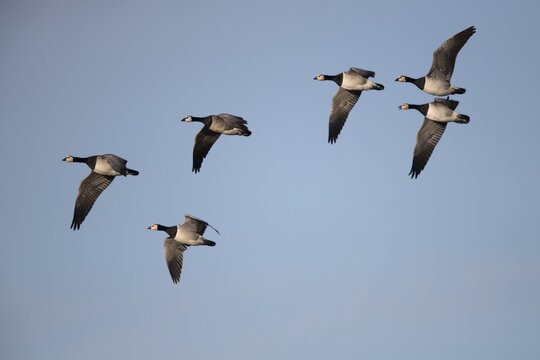 Barnacle geese (Branta leucopsis) in flight, Texel, North Holland, Netherlands
