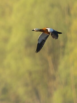 Ruddy shelduck (Tadorna ferruginea), male in flight, wildlife, Lower Saxony, Germany