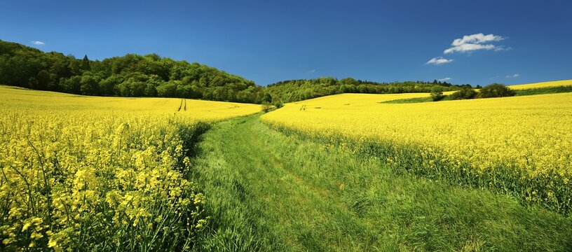 Field path through blossoming rape field under blue sky, Burgenlandkreis, Saxony-Anhalt, Germany
