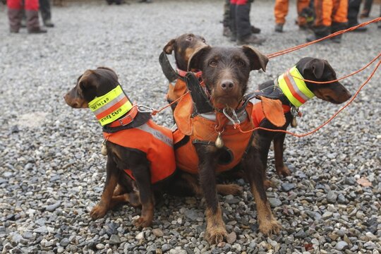 Hunting dogs, hunting terriers with safety waistcoats in front of the start of the hunt for sows (Sus scrofa), Allg&auml;u, Bavaria, Germany
