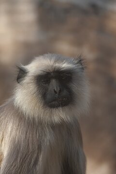Gray langur (Semnopithecus entellus) monkey adult animal portrait, Bandhavgarh, Madhya Pradesh, India