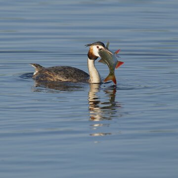Great Crested Grebe (Podiceps Scalloped ribbonfish) with a large fish in its beak swimming on a lake, devouring a large, captured rudd (Scardinius erythrophthalmus), blue water, Lower Saxony, Germany