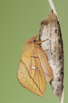 Drinker moth (Euthrix potatoria), freshly hatched butterfly on the cocoon, North Rhine-Westphalia, Germany