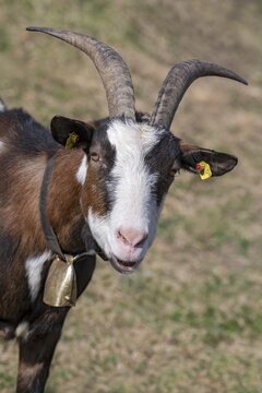 Tauernschecken domestic goat, Eggen-Hof, Vomp, Tyrol, Austria