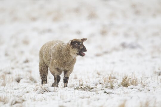 Domestic sheep (Ovis aries) juvenile baby lamb farm animal calling or bleeting in a snow covered field in winter, England, United Kingdom