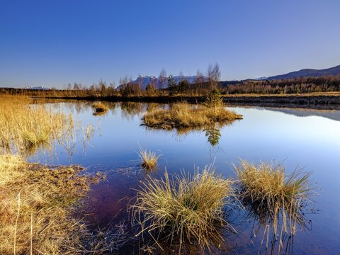 Moor lake in the Ainringer Moor, also moss, Ainring, Berchtesgadener Land, Upper Bavaria, Bavaria, Germany