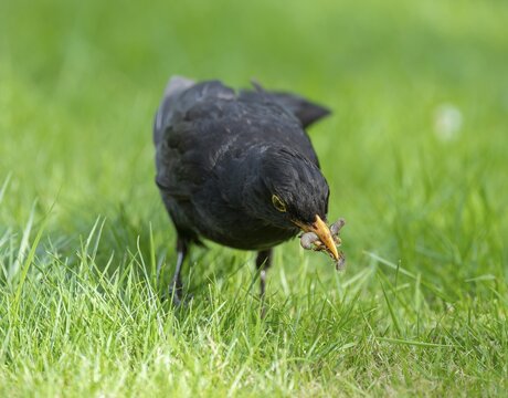 Blackbird (Turdus merula), male foraging on a lawn, many insects in his beak, Lower Saxony, Germany
