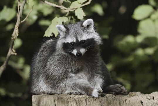 Raccoon (Procyon lotor), North Rhine-Westphalia, Germany
