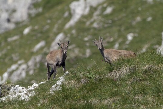Female Alpine Ibexes (Capra ibex), Mt. Mondschein-Spitze, Karwendel Range, Austria, Europe