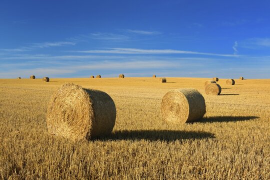 Stubble field with round bales of straw, summer landscape under blue sky, Germany ( Mecklenburg-Vorpommern)