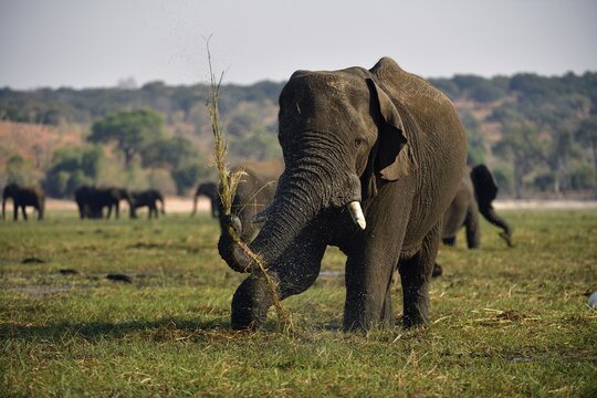 Elephant (Loxodonta africana), eating grass, Chobe National Park, Botswana