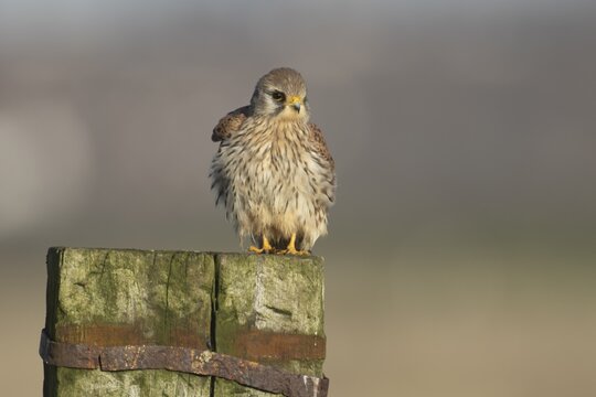 Common kestrel falcon (Falco tinnunculus) adult bird of prey on a wooden fence post, England, United Kingdom
