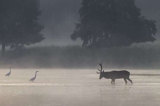 On its way through the water, the red deer (Cervus elaphus) encounters a group of hunting great egrets (Ardea alba), encounter, morning mist, mystical, rutting season, rutting stags, September, Germany