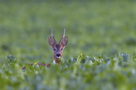 Roebuck (Capreolus capreolus) in a sugar beet field, eye contact, summer coat, Germany