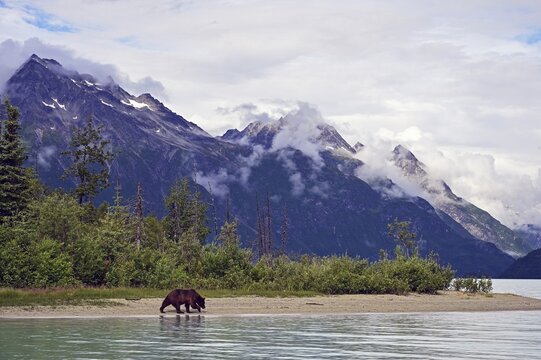 Brown bear (Ursus arctos) walking along the shore, Lake Clark National Park, Alaska