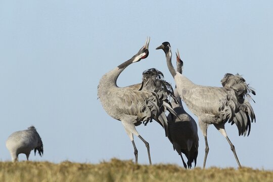 European crane (Grus grus) mating, Central Sweden, Sweden, Scandinavia