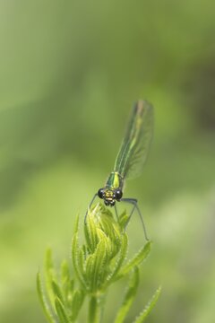 Banded demoiselle damselfly (Calopteryx splendens) adult female insect on a Cleaver plant leaf in the summer, England, United Kingdom