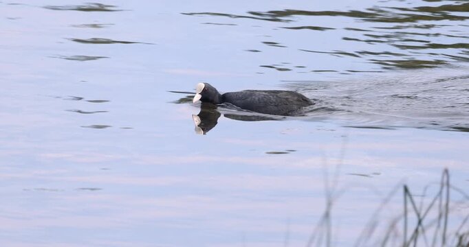 Eurasian coot with a white beak swimming in calm water