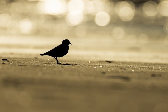 Ringed plover (Charadrius hiaticula) adult wading bird on a beach silhouette at sunset, Norfolk, England, United Kingdom