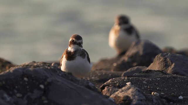 A common ringed plover, great ringed plover or ringed plover (Charadrius hiaticula) standing near the sea and preening its feathers.
