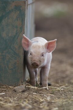 Pig (Sus domesticus) juvenile piglet standing by pigsty in a farm field, Suffolk, England, United Kingdom