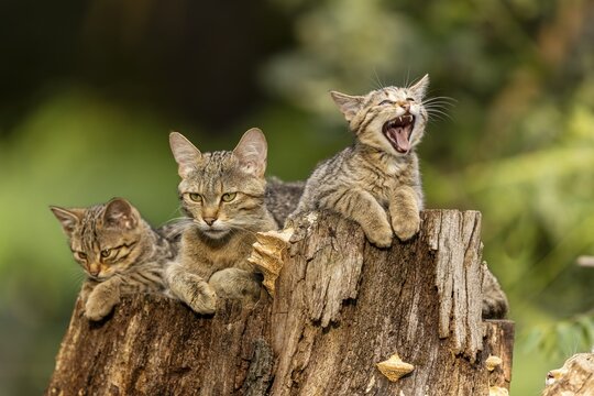 Mother cat and two kittens, one yawning, on a tree stump, wildcat (Felis silvestris), kitten, Germany