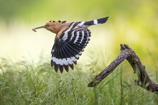Hoopoe (Upupa epops) departure with prey in search of food, sunrise, Biosphere Reserve Mittelelbe, Saxony-Anhalt, Germany