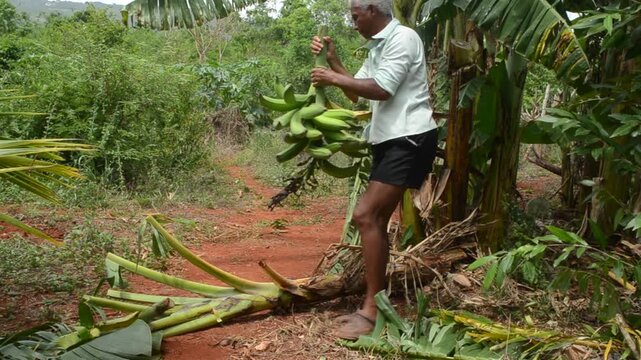 A Woman Holding And Turning A Bunch Of Plantains