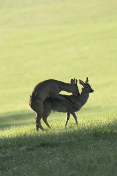 European roe deer (Capreolus capreolus) fawn in velvet and winter coat playfully mounting another fawn with spikes of different lengths, Allg&auml;u, Bavaria, Germany