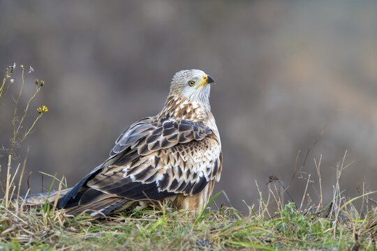 Red kite (Milvus milvus), sitting from Ast, M&uuml;nster, Tyrol, Austria