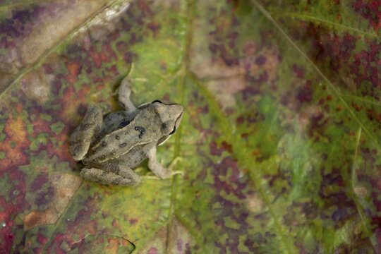 Common frog (Rana temporaria) juvenile baby froglet amphibian on an autumn colour leaf, England, United Kingdom
