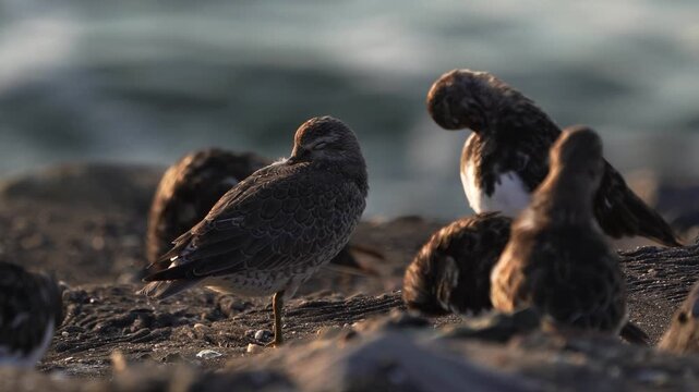A red knot or just knot (Calidris canutus) in winter plumages sleeping near the sea 