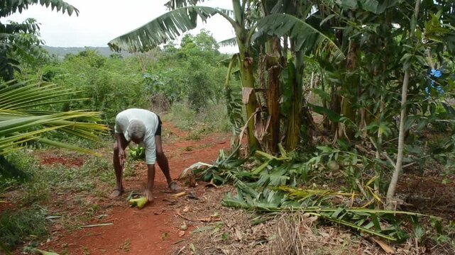 A Woman Clearing Cut Banana Plant From A Pathway 