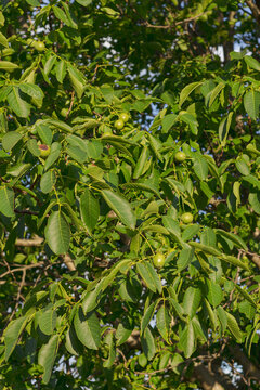 wallnuts on the green tree