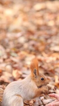 A little girl feeds a squirrel in the park. A happy child having fun outdoors in the autumn. Slow motion. Vertical video