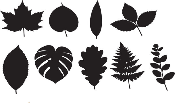 A premium collection of assorted tree leaf silhouettes featuring maple, heart-shaped, willow, compound, broadleaf, monstera, oak, fern, and eucalyptus leaves. Clean black vector icons isolated on a wh