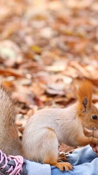 A little girl feeds a squirrel in the park. A happy child having fun outdoors in the autumn. Slow motion. Vertical video