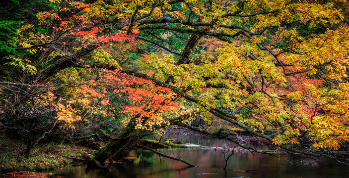 Fall foliage Nikko Japan 