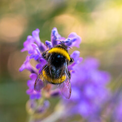 Close-up of a bumblebee collecting nectar and pollen on lavender flower in a summer garden, macro nature scene with flying insects and colorful floral beauty © venars.original