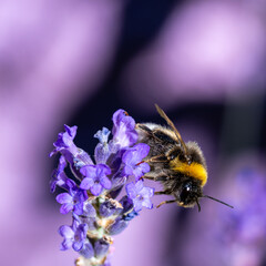 Close-up of a bumblebee collecting nectar and pollen on lavender flower in a summer garden, macro nature scene with flying insects and colorful floral beauty © venars.original