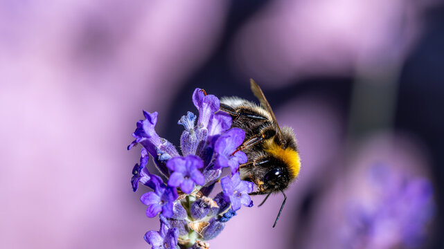 Close-up of a bumblebee collecting nectar and pollen on lavender flower in a summer garden, macro nature scene with flying insects and colorful floral beauty