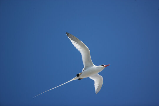 Red-billed Tropicbird soaring above the Galapagos Islands